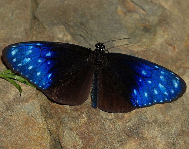 端紫斑蝶，圖片來自台灣昆蟲維基館。