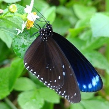 斯式紫斑蝶，圖片節錄自ㄚ發果園部落格。