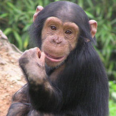 黑猩猩，圖片節錄自care2。