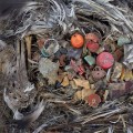 死去的鳥肚子裡塞滿塑膠垃圾