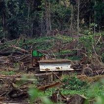 馬來西亞沙撈越的非法盜採林木。圖片節錄自：Angelo Musco相本。