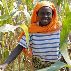 Mediatrice Mukumurenzi在收割玉米，盧安達Kamonyi區，2009年7月。 圖片節錄自：Trocaire相本。