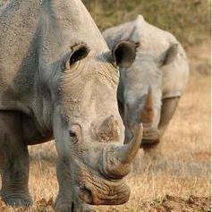 南非復育中的白犀牛。圖片節錄自： Ian Turk相本。