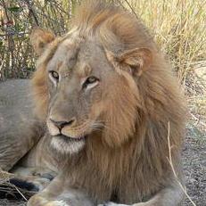 在贊比亞南Luangwa國家公園的獅子，圖片節錄自：Bob Gunderson相本。