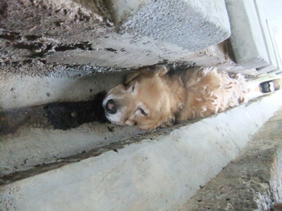 北縣金山收容所，一隻黃金獵犬卡在水溝縫中，不知已死亡多久，收容所管理員竟渾然不知。該收容所還獲縣府頒發獎金30萬。