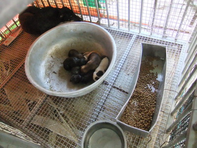 鶯歌收容所。籠中的幼犬尚未離乳，所方把們丟在籠裡就不管的方式，無異送牠們上死路。