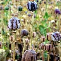 在阿富汗的罌粟。圖片節錄自：Scott Amis相本。 