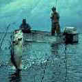 捕釣大嘴鱸魚（美國魚類與野生物署　照片提供） 