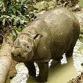 保育類蘇門答臘犀牛正面臨生存危機 照片來源：ENS