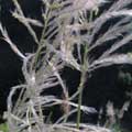 甜根子草花穗剛抽出來，上面就佈滿銀白色長毛