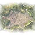 此張照片就是本文第4張照片那個附著在珊瑚上硨磲貝，被挖走的痕跡。