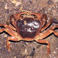 拉氏清溪蟹（Cadidiopotamon rathbunae），台灣俗名「赤蟹」。