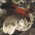 產卵中的紅螯蟹／圖片版權歸屬社團法人日本國民信託協會（The Association of National Trusts in Japan）