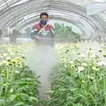 台糖及許多企業在今年也紛紛投入育種的研發工作，配合上原有的農改場體系，種源的研發與掌握，可以為台灣花卉產業帶來新的契機。