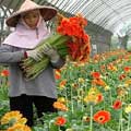 如果國際市場遲遲無法擴張，傳統花農們勢必要面臨花卉產業中最寒冷的冬天。