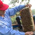 興大農場裡,蜜蜂也是生態系中的一環