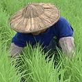 「抹草」是給稻米做spa按摩，讓稻米長得高又壯。