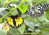 黃裳鳳蝶雄蝶（2002年2月攝於美濃），右邊是淡色小紋青斑蝶