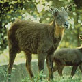 台灣長鬃山羊 Naemorhedus swinhoei，特有種，珍貴稀有之保育類野生動物。