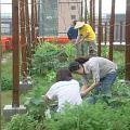 師大環教所利用樓頂開設自己的菜園。