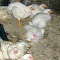 30國合作防治禽流感