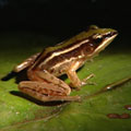 台北赤蛙體長不到4公分，屬於小型蛙類。