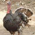 土耳其爆發禽流感