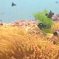 綠島海底尚存的美麗珊瑚。（畫面提供：羅力）