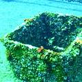 阿瑪斯號沉船殘骸（畫面提供：中華民國珊瑚礁學會）