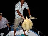 後壁湖小隊取締非法掛網的漁民，照片中為保育動物綠蠵龜