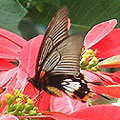 圖1：有尾型的大鳳蝶雌蝶舞動飄帶，穿梭花間。