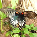 圖5：這隻大鳳蝶雌蝶是無尾型的。有尾和無尾，你比較喜歡哪一種呢？