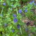 紫花地丁，常見於充分陽光普照的開闊地上（攝於2003.05.05北竿坂里境白馬尊王廟）