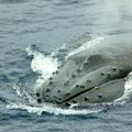 大翅鯨（座頭鯨）Humpback Whale