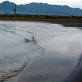 鹽寮海灘油污染(圖片提供：吳文通）