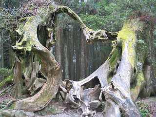 塚：阿里山一處被砍倒的樹頭，卻被當成阿里山的景點之一吸引觀光客