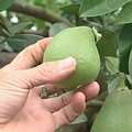 苗栗西湖的文旦農，心酸地篩選掉畸形的柚子，這是他們是第一次遇到這樣的情況。