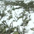 今年氣候異常，3月初的大雪，讓中海拔的雲林古坑、嘉義梅山等地區也罕見的降下皚皚白雪。