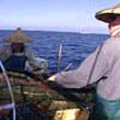 近海漁業嚴重的沒落，凸顯台灣海域海洋資源的危機