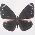 圓翅紫斑蝶(雌)之背面／翻拍