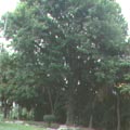 院區老樹─楓香