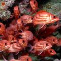 夏威夷水域長滿了健康的珊瑚和龐大的魚群，圖為金鱗魚（Squirrelfish）