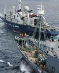 綠色和平與日本捕鯨船對峙(圖片來源：ENS)