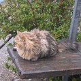 雲海保線所的貓為抵抗天然的氣候而長毛