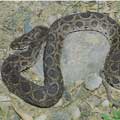 瑣蛇是台灣唯一腹蛇亞科的蛇類，牠們的前景岌岌可危。(攝影：杜銘章)