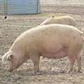 戴奧辛為脂溶性，容易累積在豬隻等動物體內