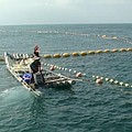 漁民的定置網內常有意外的收穫，鯨鯊就是其中之一。