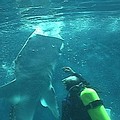 鯨鯊餵食秀