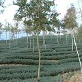 埔霧公路旁數十萬計的楓樹，原本是要做農業使用。