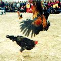 鬥雞是中國自古流傳的民間娛樂
